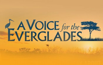 A Voice of the Everglades